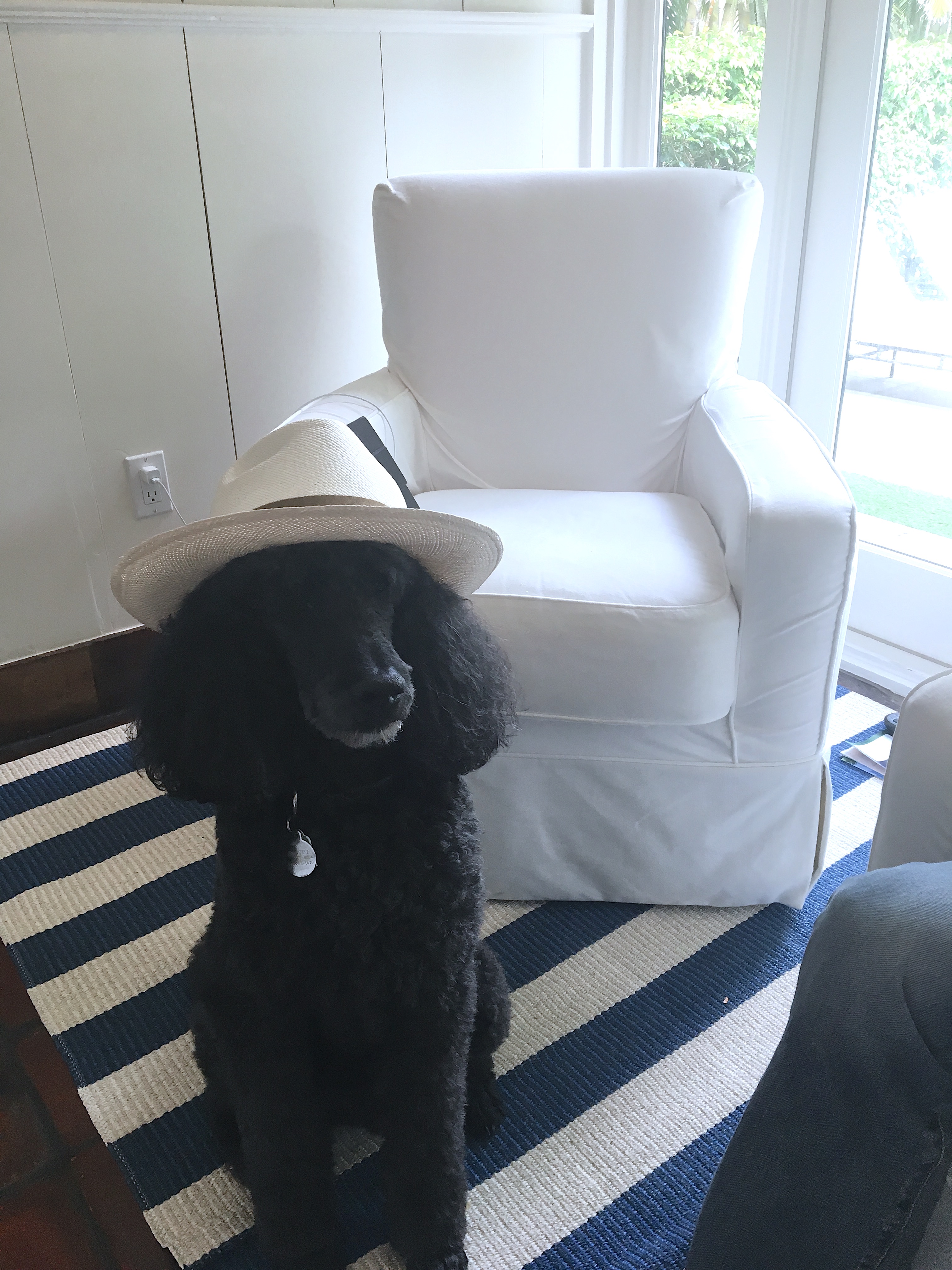 Bold, Striped Rug with Hat-Clad Poodle